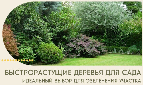 Быстрорастущие деревья для сада идеальный выбор в Дзержинском