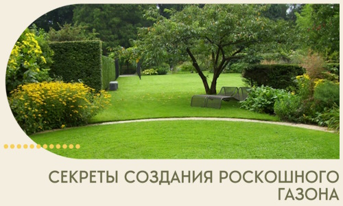 Секреты создания роскошного газона в Дзержинском